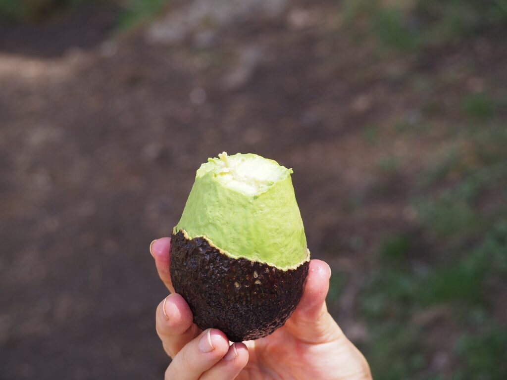 Jemand hält eine reife Avocado in der Hand, die halb geschält ist und ihr hellgrünes Fruchtfleisch zeigt.