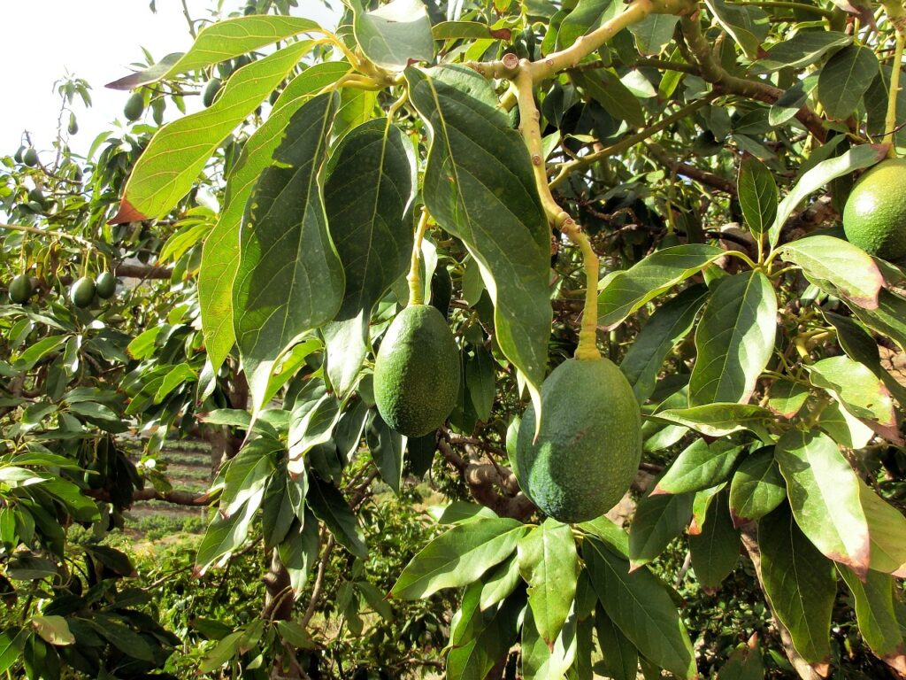 Eine Avocado-Plantage ist zu sehen, im Vordergrund ein Ast mit mehreren Früchten daran.