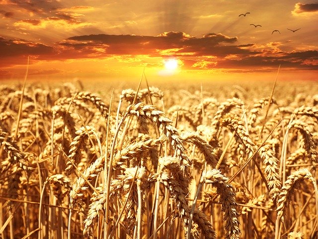 Ein Feld mit Weizenähren im Sonnenuntergang